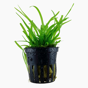 Planta verde em vaso plástico preto com orifícios e gotas de água