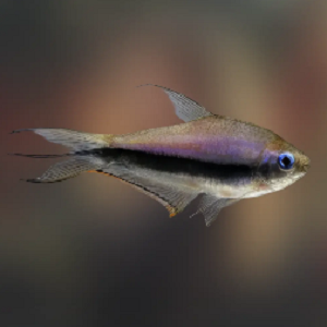 Peixe tropical translúcido com linha preta horizontal e nadadeiras transparentes em aquário