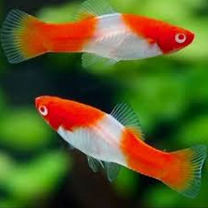 Dois peixes molinésia vermelho e branco em aquário verde desfocado