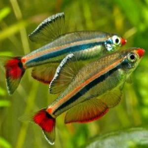 Dois peixes coloridos em ambiente aquático com plantas verdes