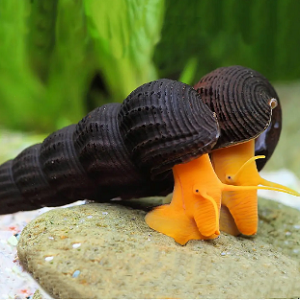 Dois caracóis aquáticos com conchas pretas e corpos amarelo-alaranjados sobre uma pedra