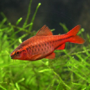 Peixe vermelho nadando em aquário com plantas verdes ao fundo