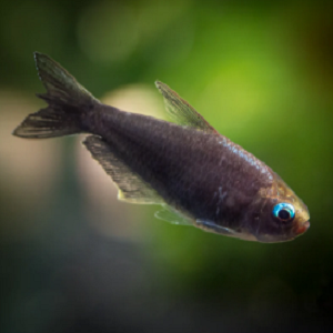 Peixe marrom escuro com olhos azuis e barbatanas translúcidas em fundo verde desfocado