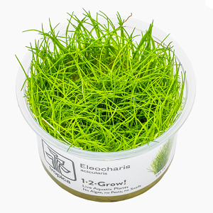 Planta aquática Eleocharis acicularis em vaso transparente com rótulo branco