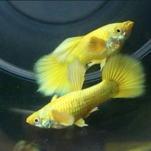 Dois peixes dourados com barbatanas largas e caudas em leque num aquário com fundo escuro.