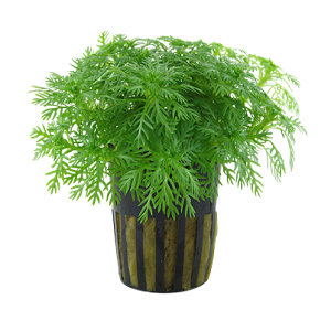 Vaso preto com riscas douradas e planta verde com folhas finas