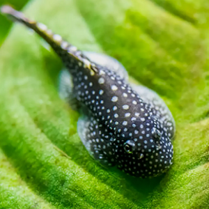 Peixe preto com manchas brancas em folha verde