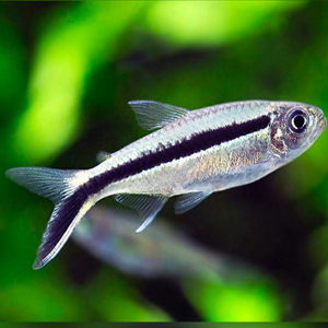 Peixe tropical pequeno prateado com faixa preta e barbatanas translúcidas em aquário verde