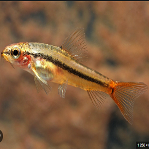 Peixe amarelo com listra preta em fundo desfocado castanho