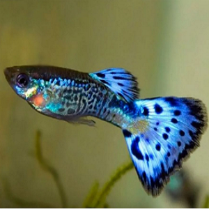 Peixe guppy azul com manchas pretas nas barbatanas num aquário