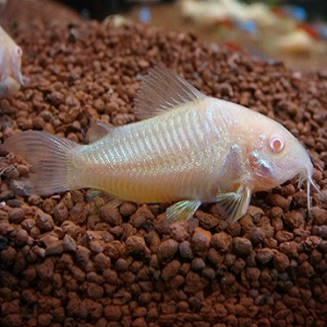 Peixe branco translúcido com olhos vermelhos e barbatanas sobre pedras marrons
