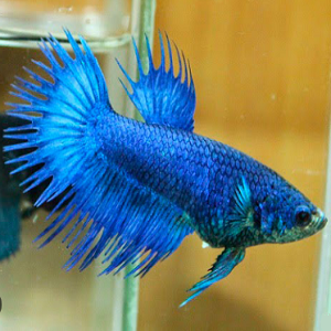 Peixe Betta azul com barbatanas longas em aquário