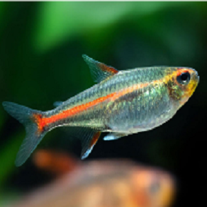 Peixe tropical pequeno com corpo translúcido e faixa laranja