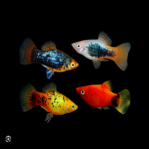 Quatro peixes tropicais coloridos em fundo preto.