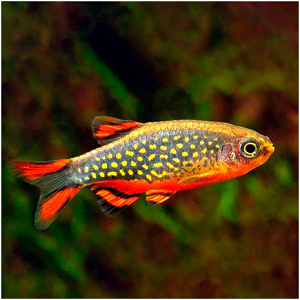 Peixe tropical azul com pintas amarelas e barbatanas vermelhas em aquário