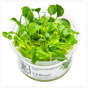 Plantas verdes frescas Schismatoglottis em vaso transparente com etiqueta