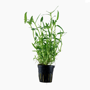 Planta verde em vaso plástico preto com gotas de água, fundo branco