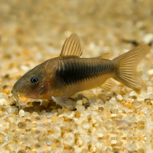 Peixe Corydoras castanho com padrão negro delicado em cascalho claro