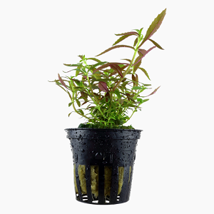 Planta verde e arroxeada num vaso preto de plástico húmido com fundo branco