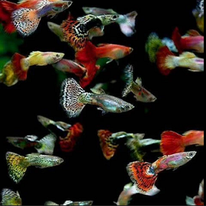 Peixes guppy coloridos nadando num fundo preto