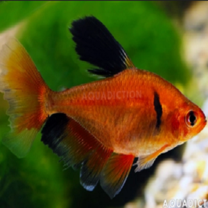 Peixe laranja e preto em ambiente aquático com texto AQUADICTION