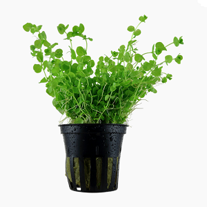 Planta verde em vaso preto com gotas de água num fundo branco