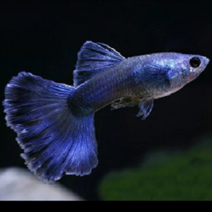 Peixe guppy azul translúcido em fundo escuro