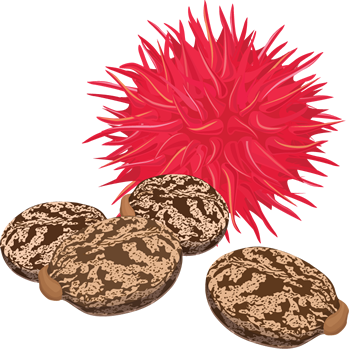 Fruto vermelho espinhoso e sementes marrons com padrões claros