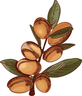 Ramo ilustrado com frutas ovais castanhas e folhas verdes