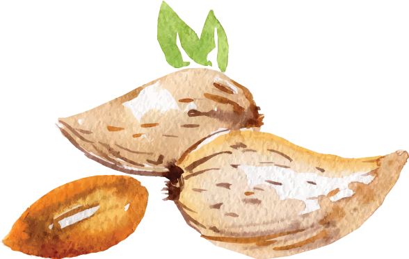 Ilustração aquarelada de amêndoas com e sem casca