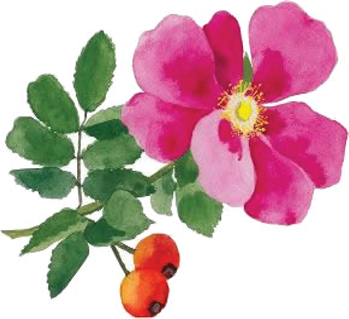 Ilustração de flor rosa com folhas verdes e frutos laranja-avermelhados