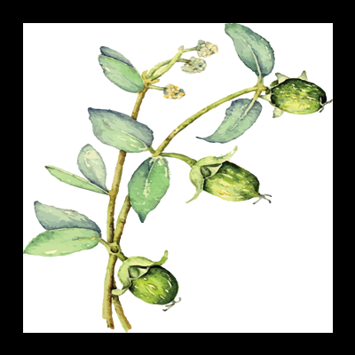 Ilustração de ramo com folhas verdes, flores pequenas brancas e frutos verdes ovais