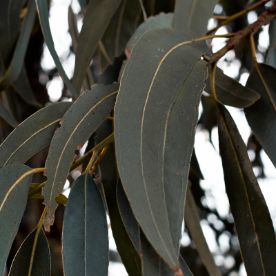 Folhas esverdeadas com nervuras visíveis em planta ao ar livre
