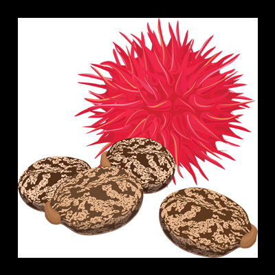 Fruto vermelho espinhoso e sementes marrons com padrões claros