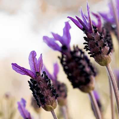 Flores de lavanda roxas com cálices escuros num campo