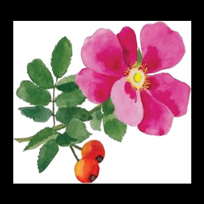 Ilustração de flor rosa com folhas verdes e frutos laranja-avermelhados