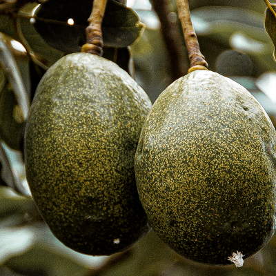 Duas mangas verdes penduradas em ramos com folhas verdes