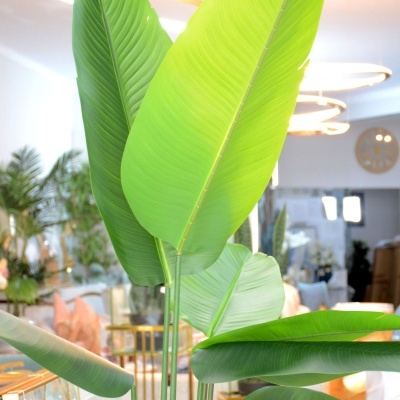 Planta Decorativa