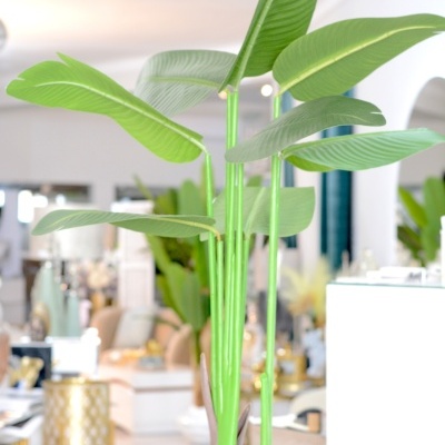 Planta Decorativa Planta Decorativa