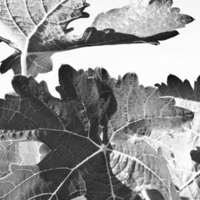 Folhas de videira preto e branco com texto CASTRO MENDI. BODEGAS