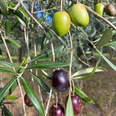 Ramos de oliveira com azeitonas verdes e púrpura e folhas alongadas