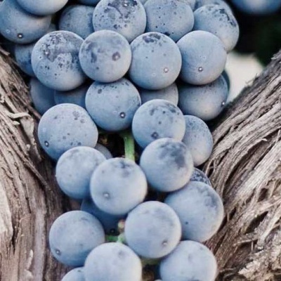 Cacho de uvas roxas numa videira com ramos secos