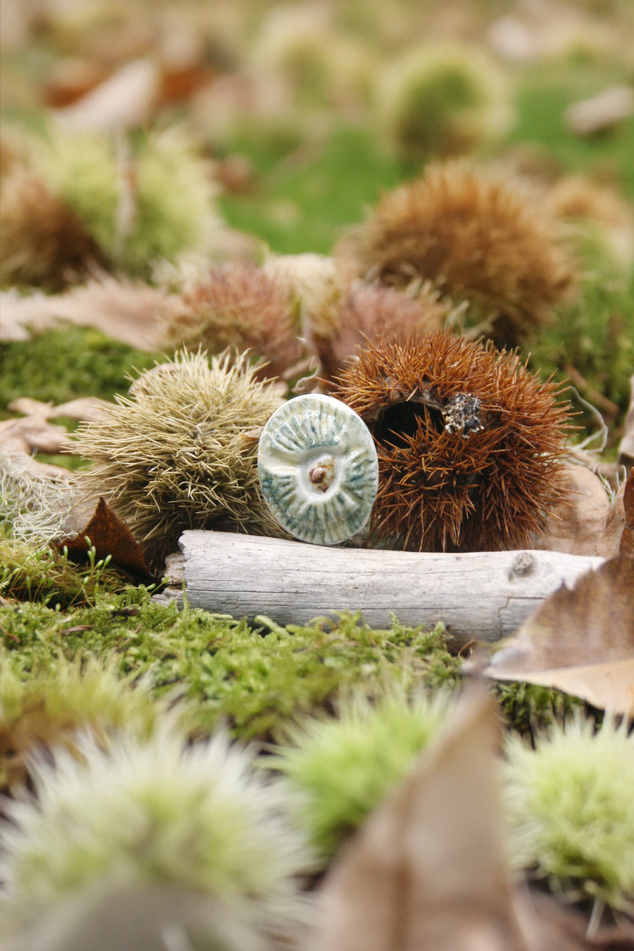 Ouriço da Castanha Ouriços de castanha com espinhos em musgo e folhas secas