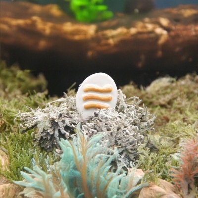 Anel branco com linhas onduladas douradas sobre musgo e plantas artificiais em ambiente aquático.