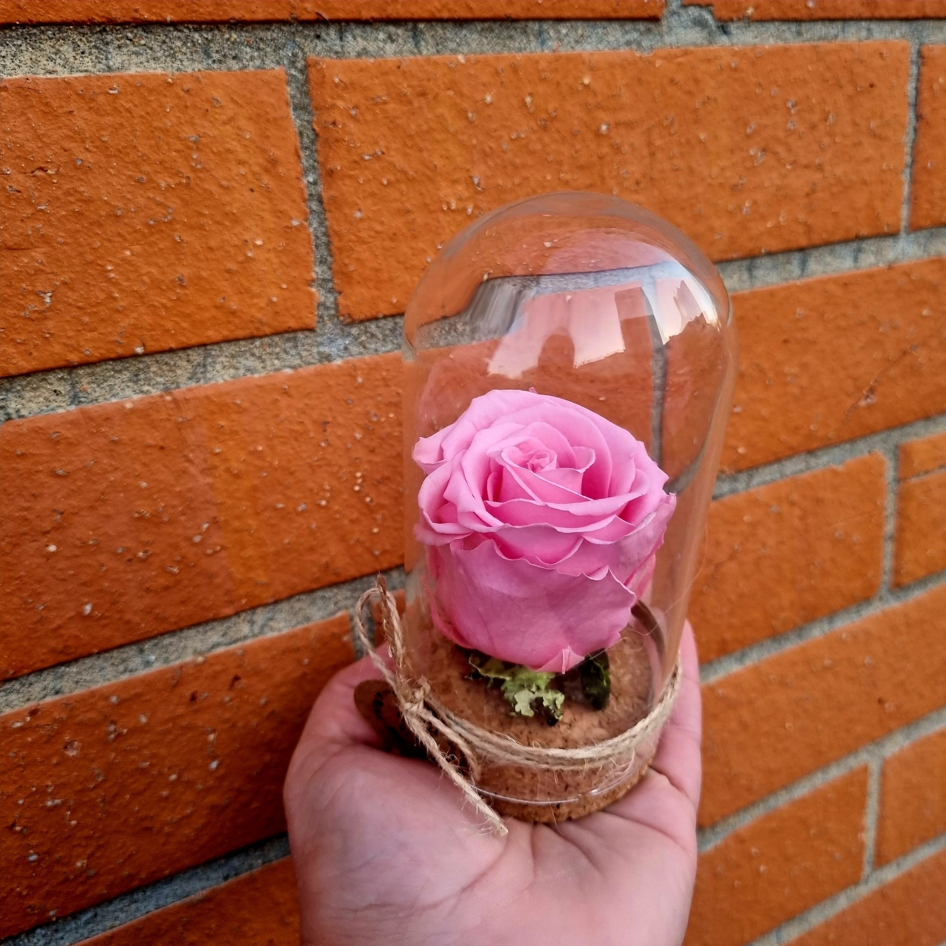 Vaso com rosa rosa em cúpula de vidro e base de cortiça