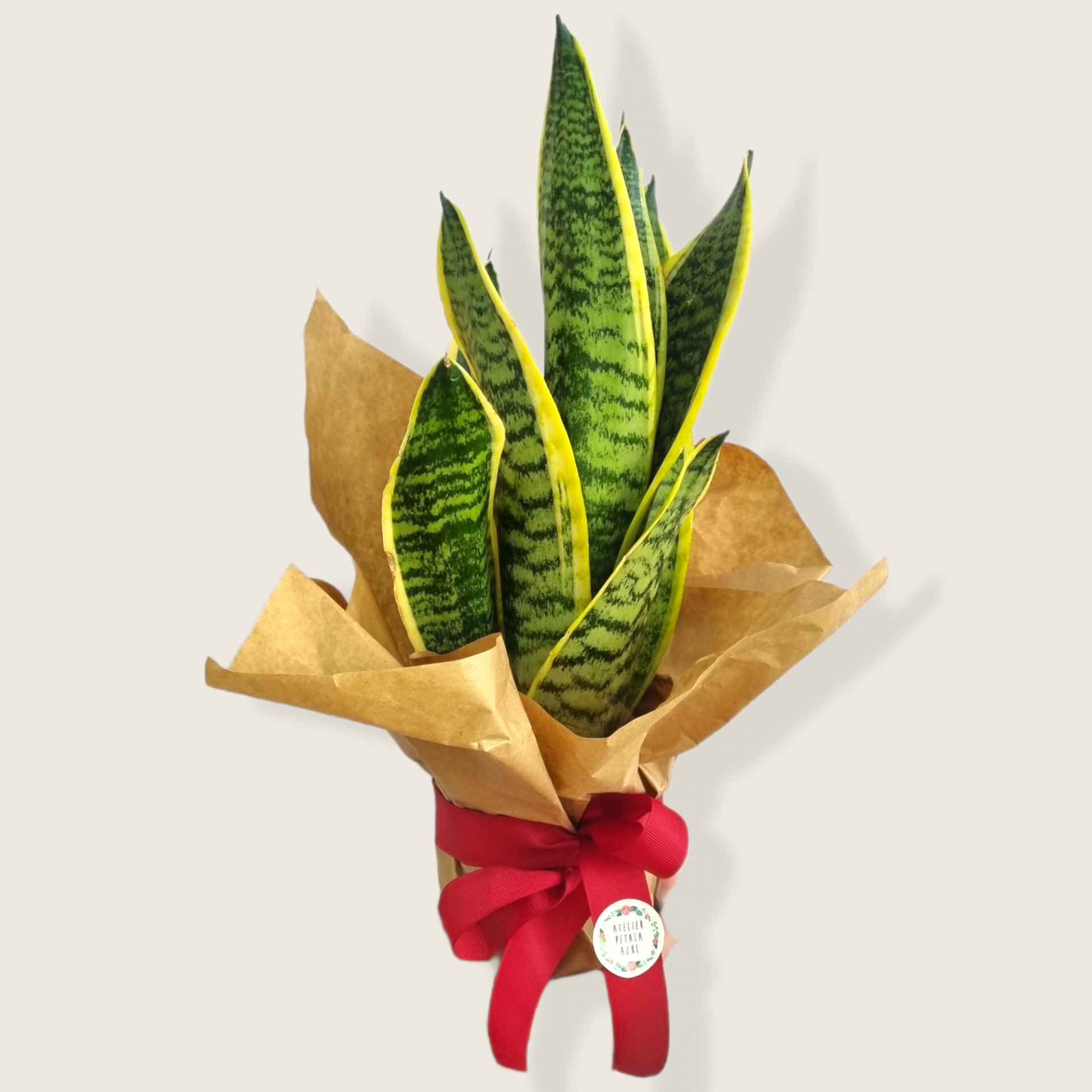Planta Sansevieria com folhas verdes e amarelas em vaso com papel castanho e fita vermelha
