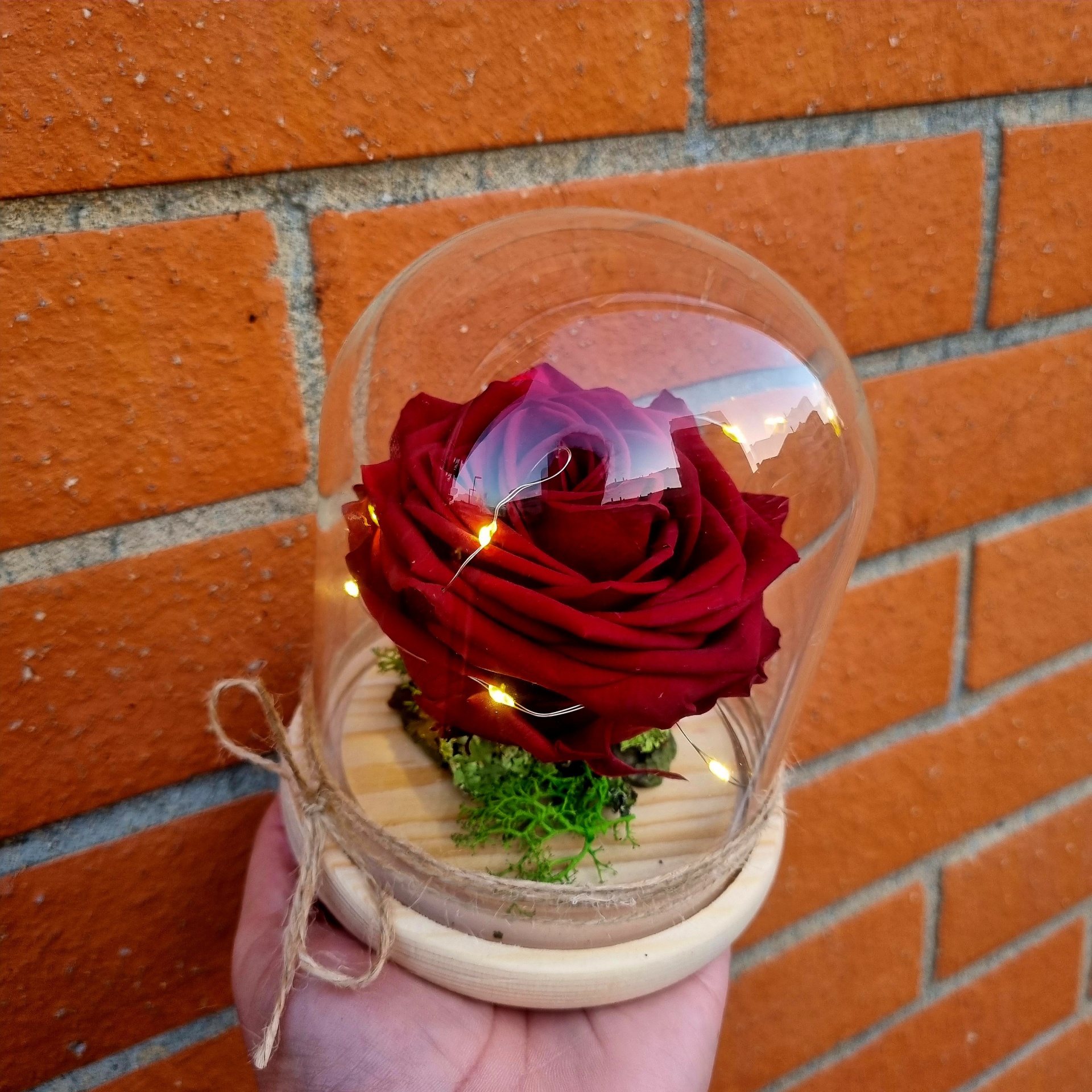 Vaso com rosa vermelha sob cúpula de vidro e base de madeira.