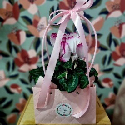 Cyclamen&#x20;em&#x20;Saco