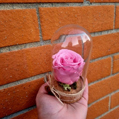 Vaso com rosa rosa em cúpula de vidro e base de cortiça