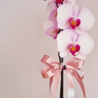 Orquídea branca com centro rosa, suporte preto com fita rosa e folhas verdes largas